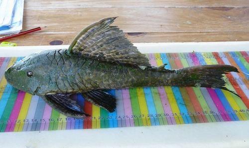 Paraguay Pleco