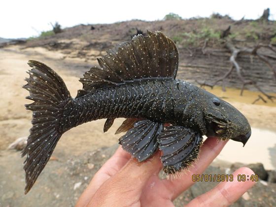 Bluespotted Pleco