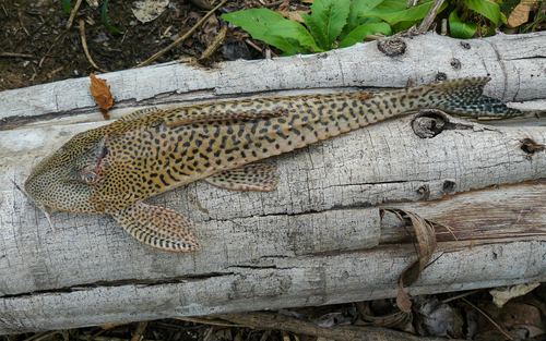 Aphanotorulus horridus