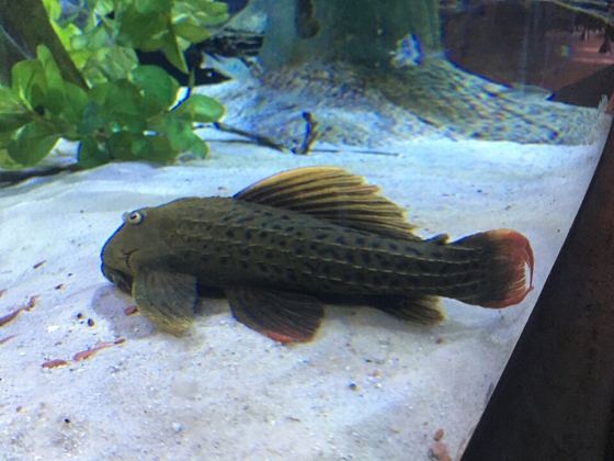 Red-fin cactus