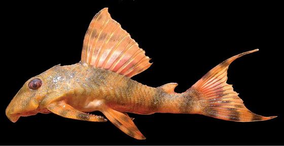 Orange tiger pleco