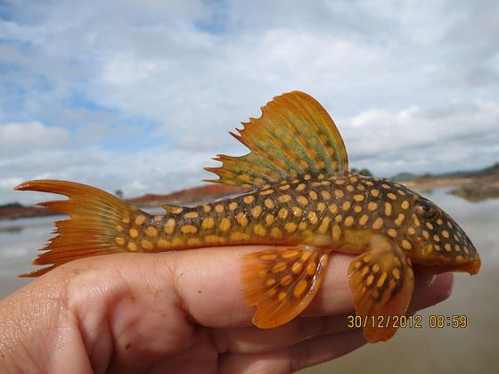 Sunshine pleco