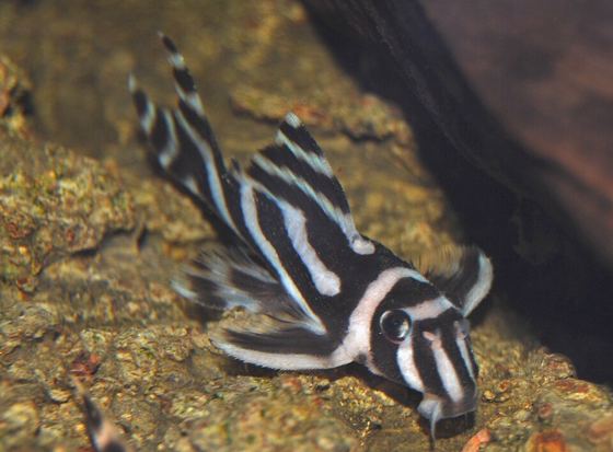 Zebra