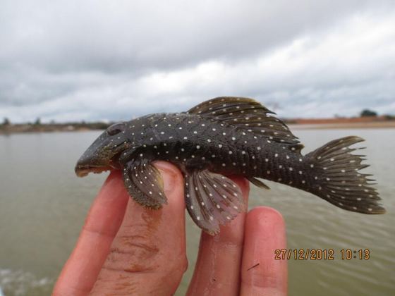 Peppermint pleco
