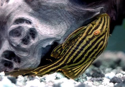 Watermelon pleco