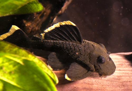 Magnum pleco