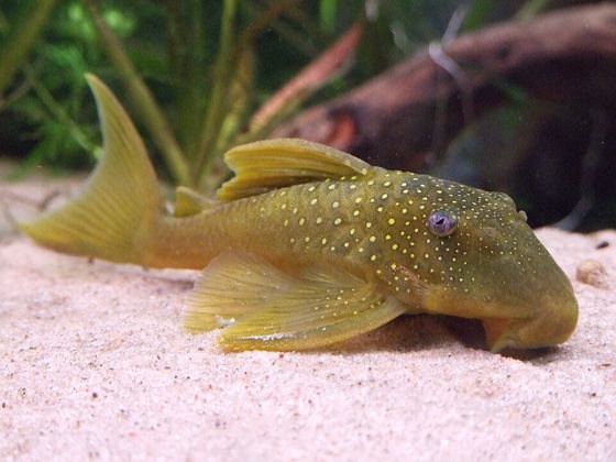 Hi-fin green phantom