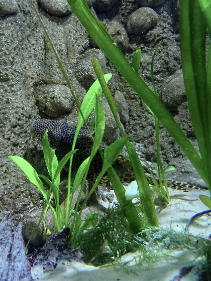Para Pleco