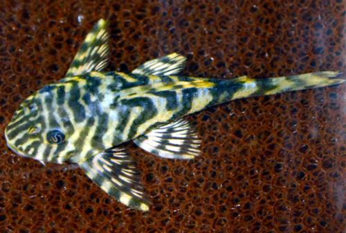 Leopard frog