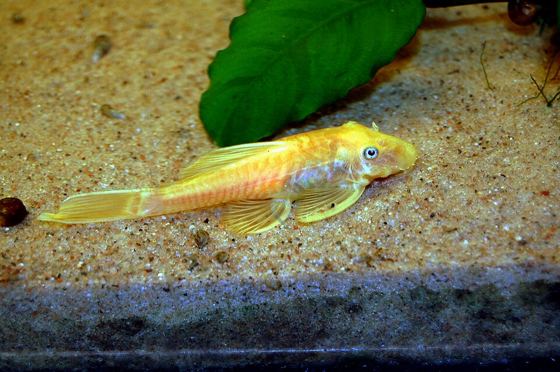 Blue-eye lemon bristlenose