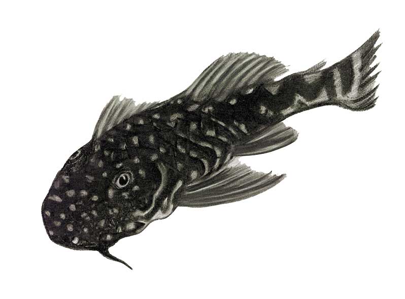 Pears' Rubbernose Pleco