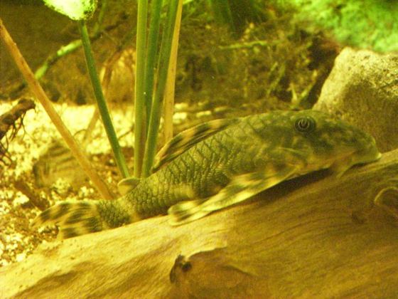 Peckoltia sp.