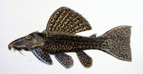 Pseudacanthicus cf. spinosus
