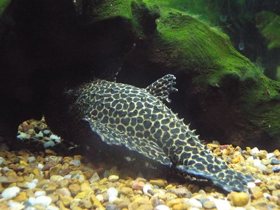 Guyana leopard cactus