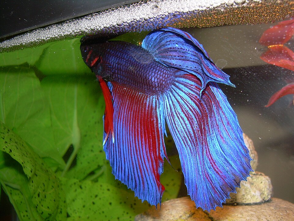 Betta (Siamese fighting fish)