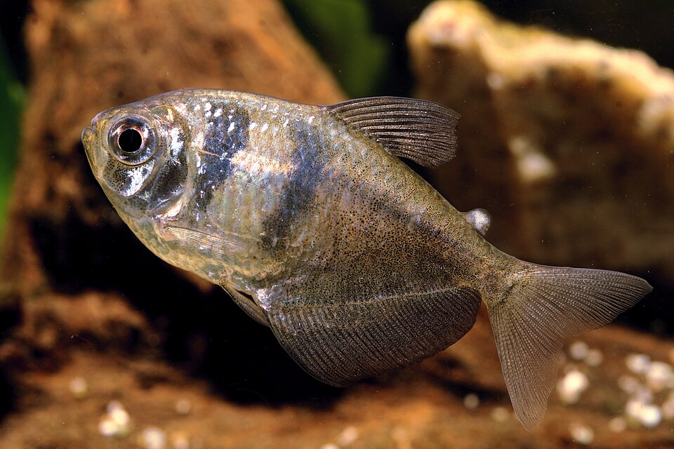 Black skirt tetra