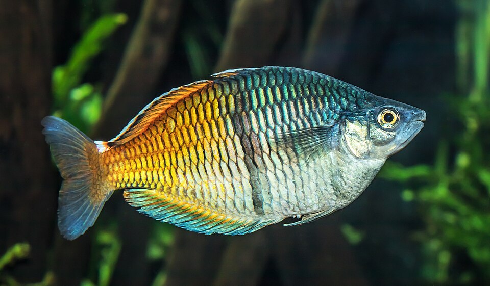 Boeseman's rainbowfish