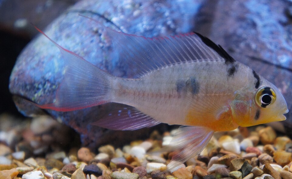 Bolivian ram
