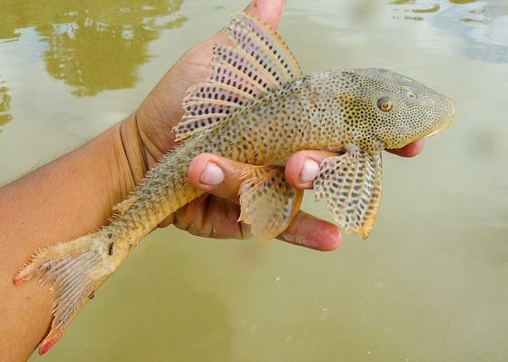 Ecuador Pleco