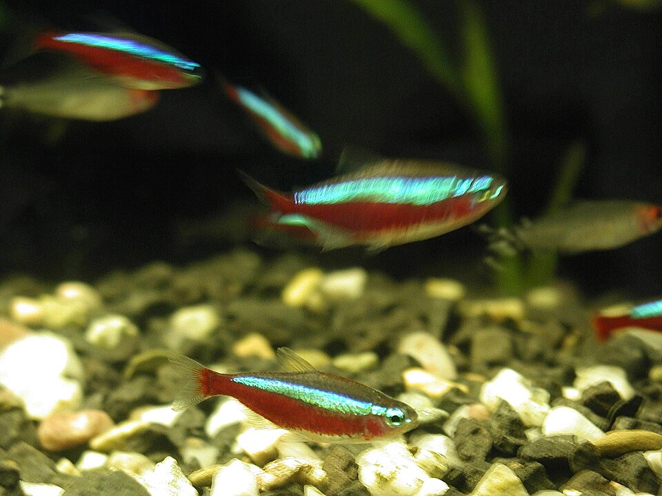 Cardinal tetra