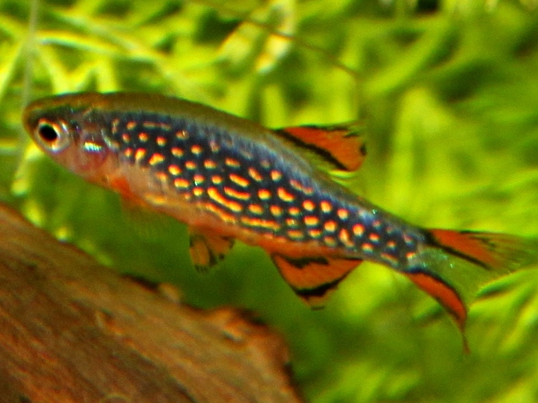 Celestial pearl danio