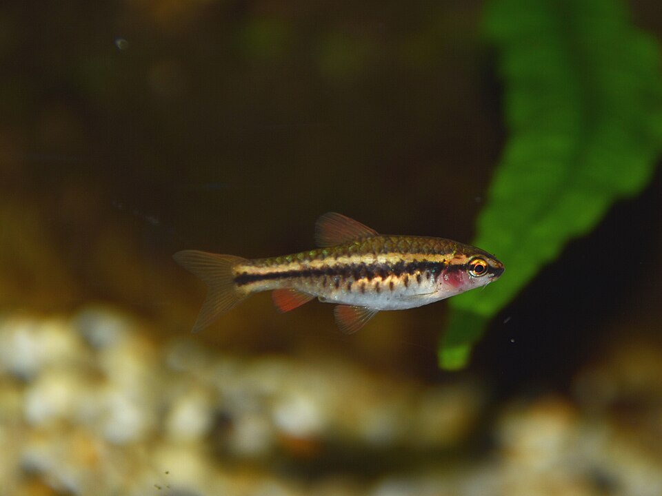 Cherry barb