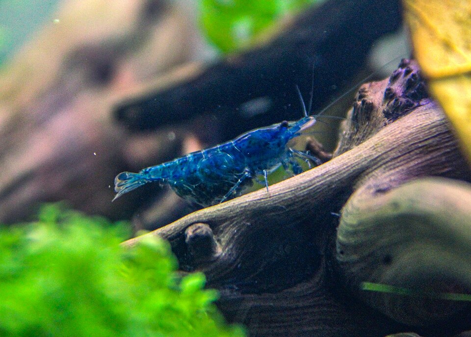 Cherry shrimp