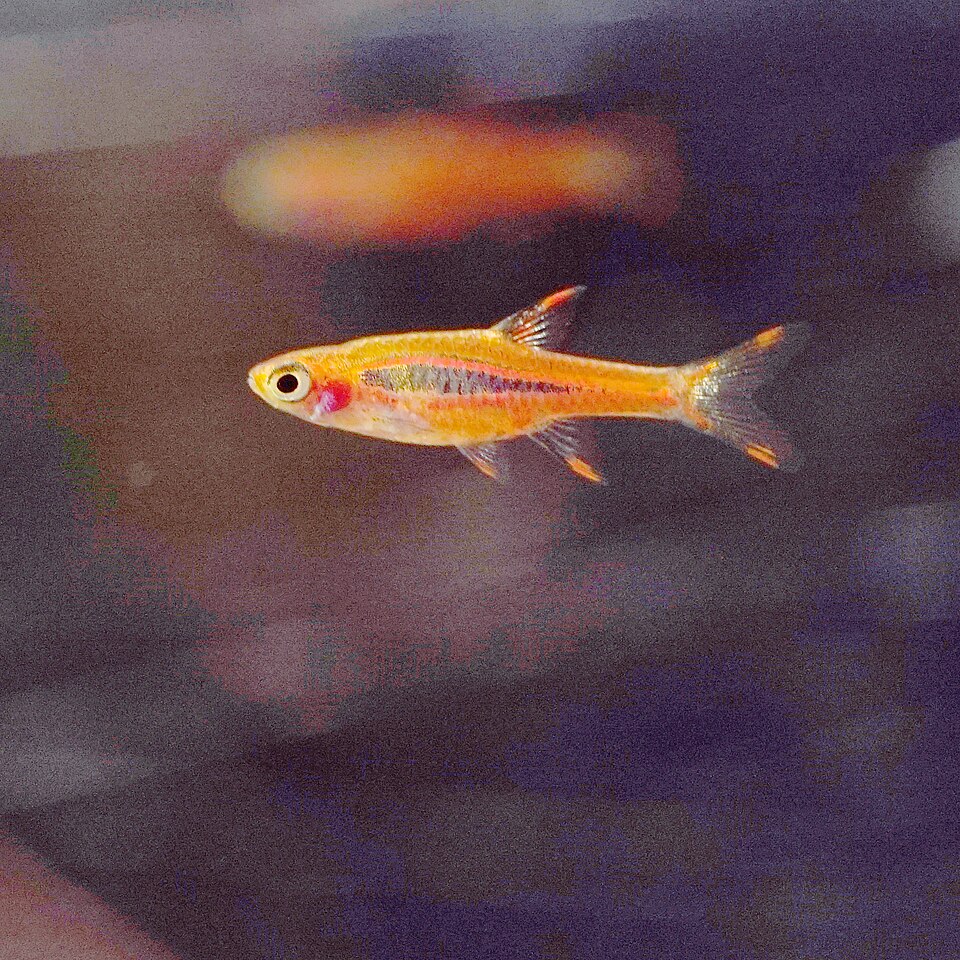 Chili rasbora