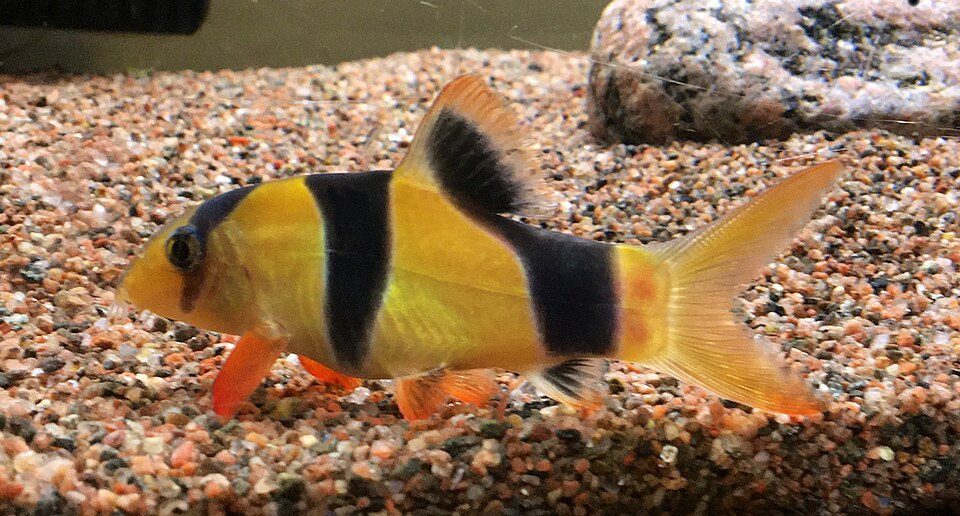 Clown loach