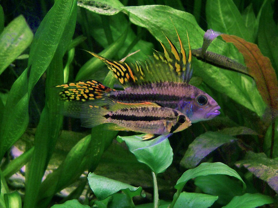 Cockatoo dwarf cichlid