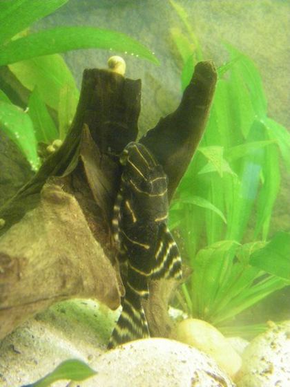 Flash pleco