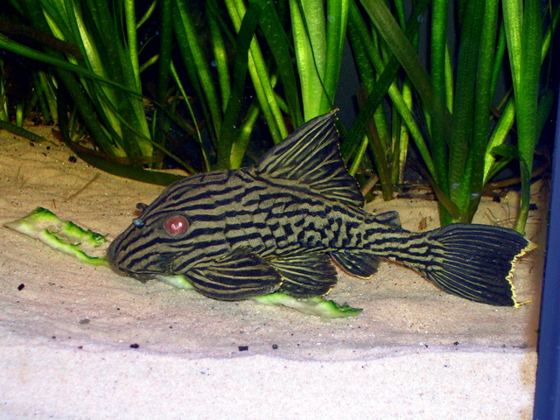 Royal pleco