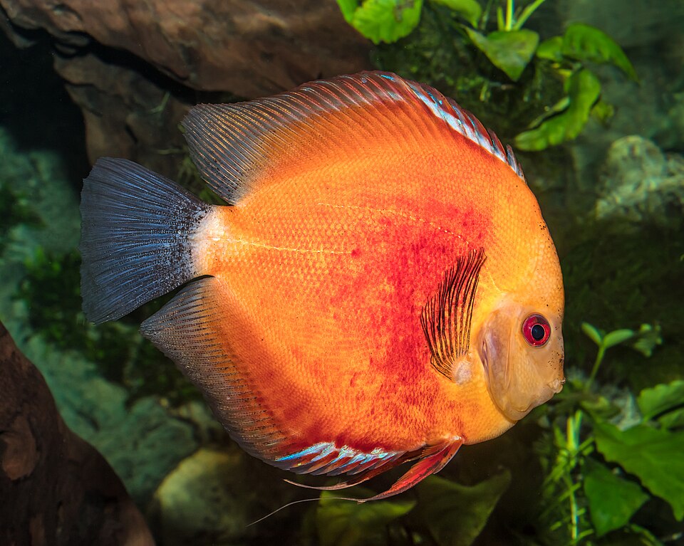 Discus