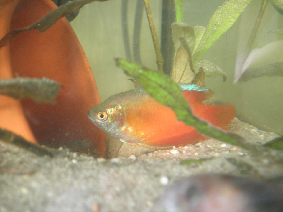 Dwarf gourami