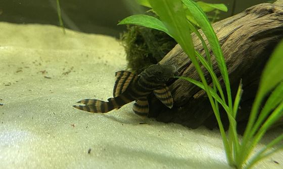 Tangerine tiger
