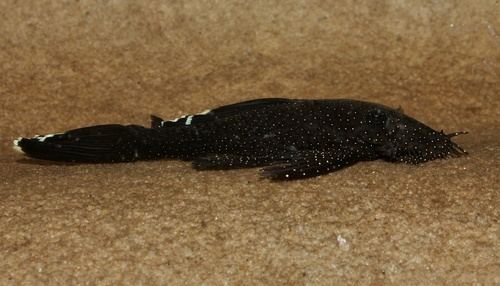 Starlight bristlenose