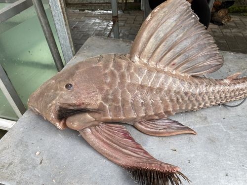Titanic pleco