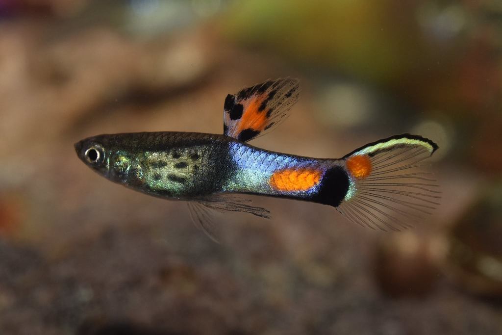 Endler's livebearer