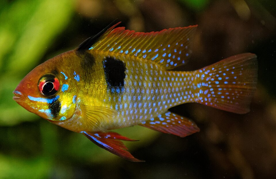 German blue ram