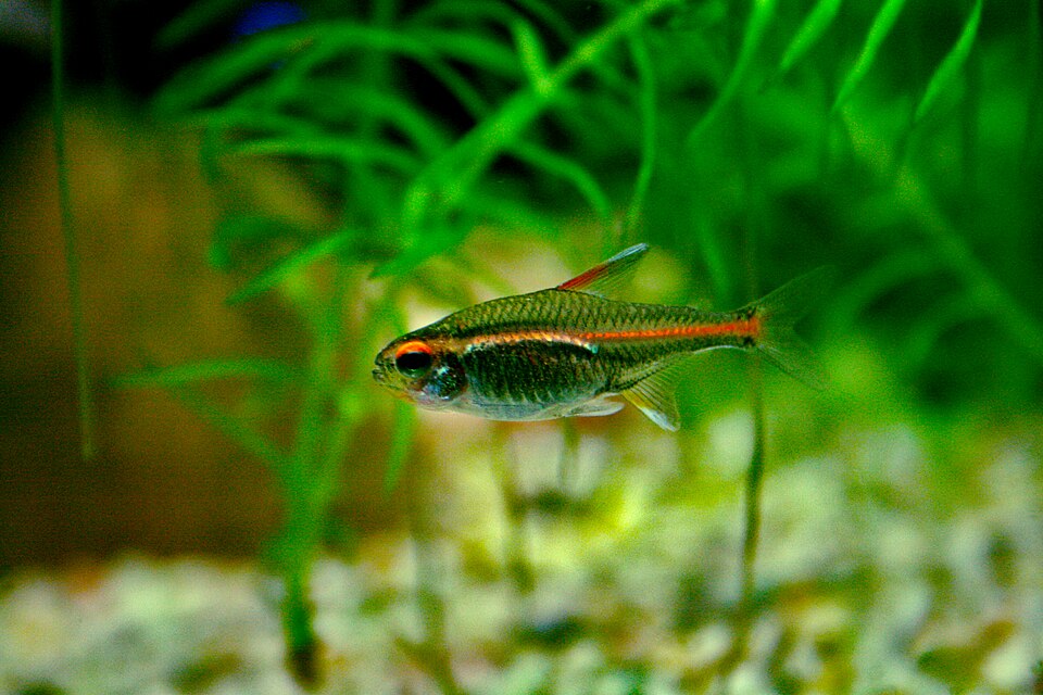 Glowlight tetra