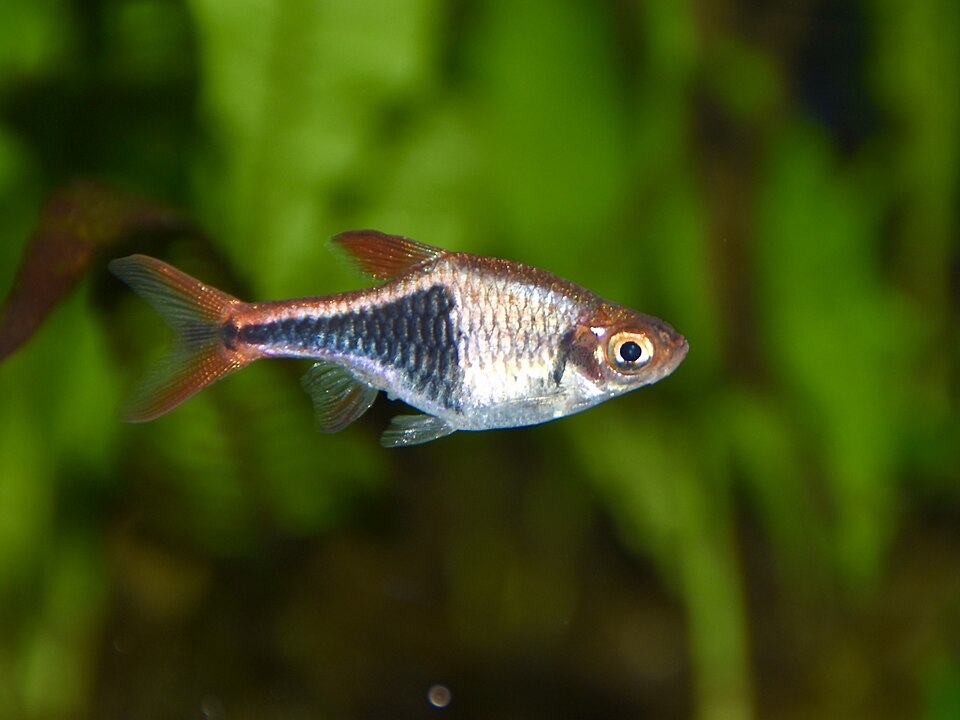 Harlequin rasbora