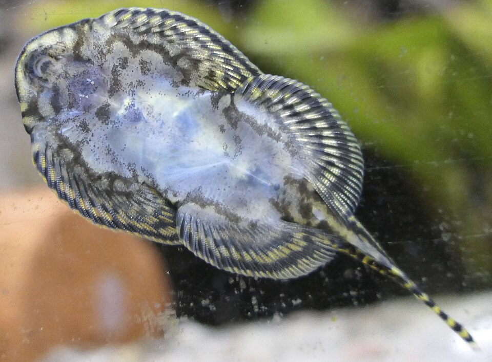 Hillstream loach