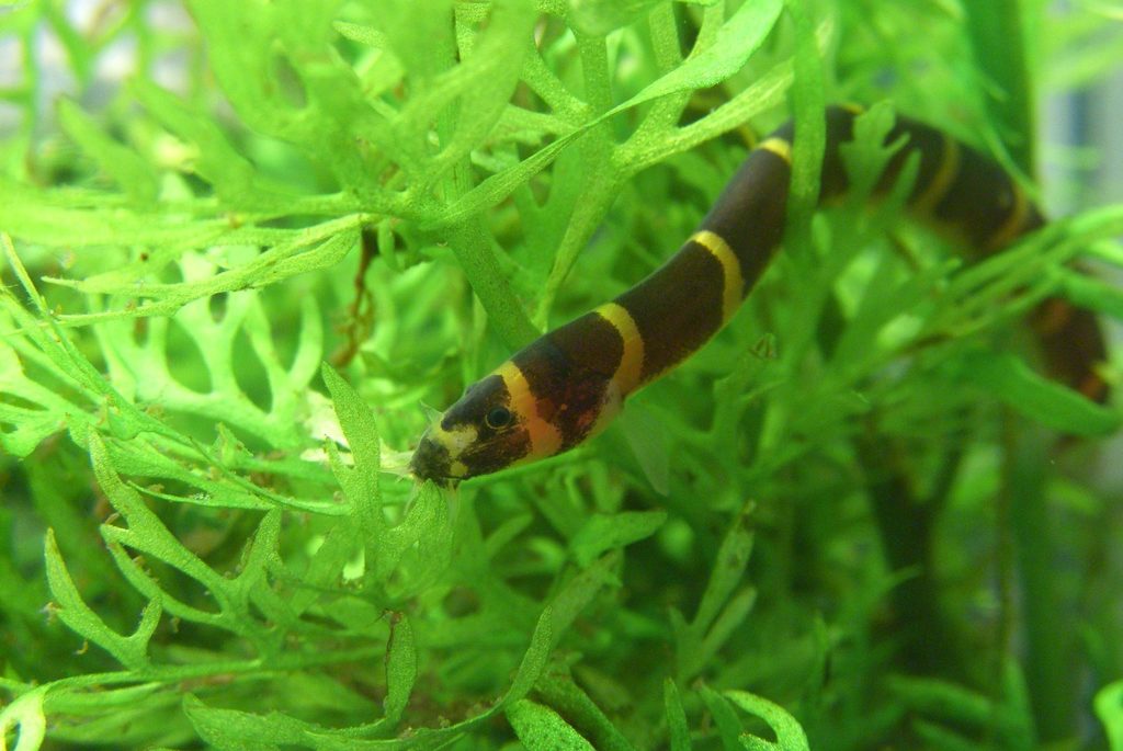 Kuhli loach