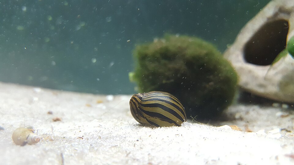 Nerite snail