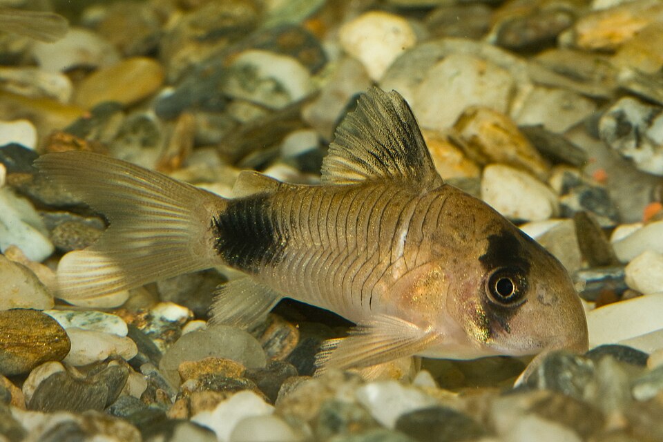 Panda corydoras