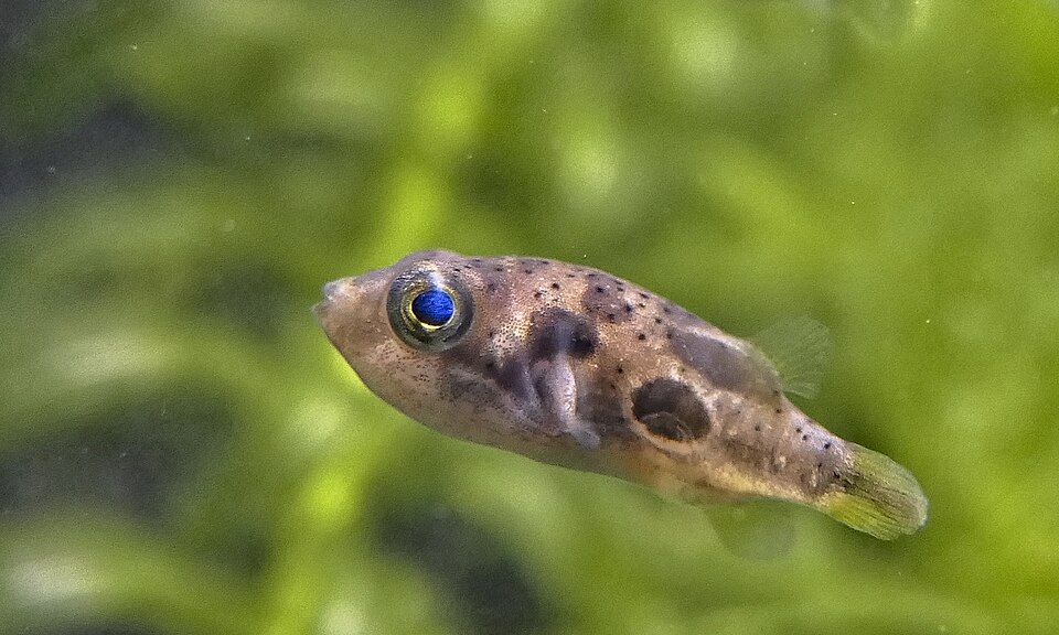 Pea puffer