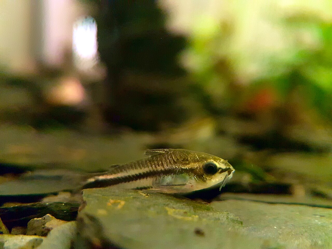 Pygmy corydoras