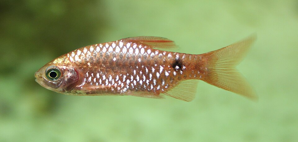 Rosy barb