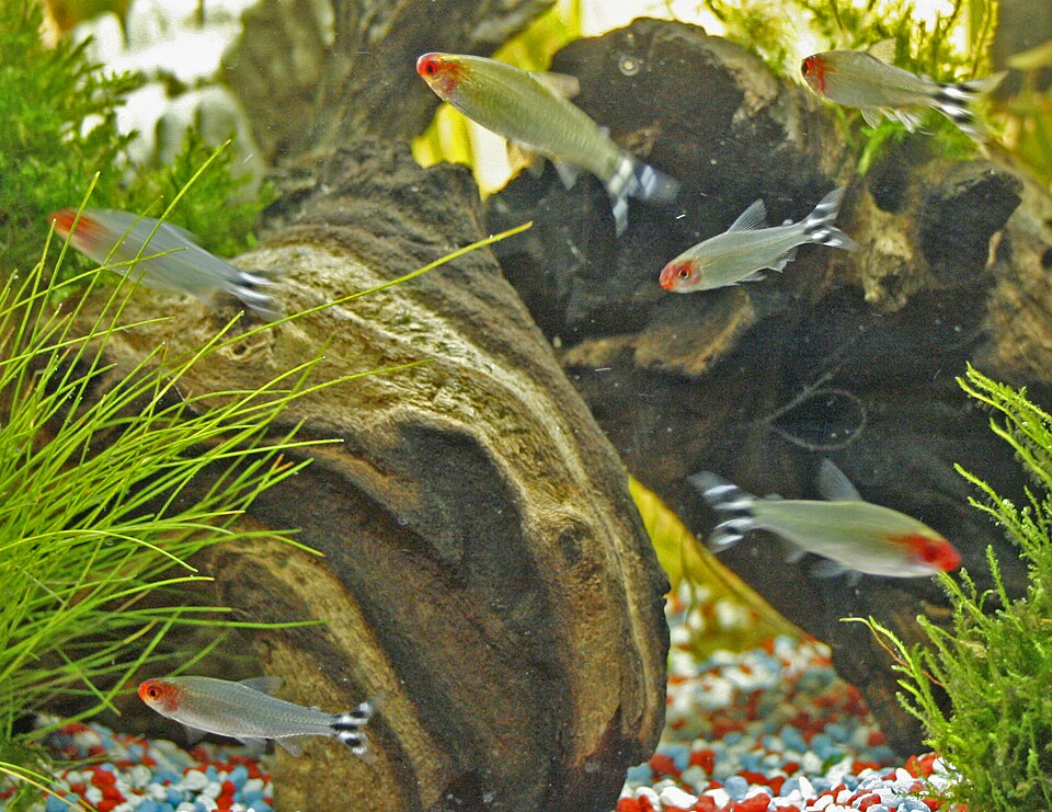 Rummynose tetra