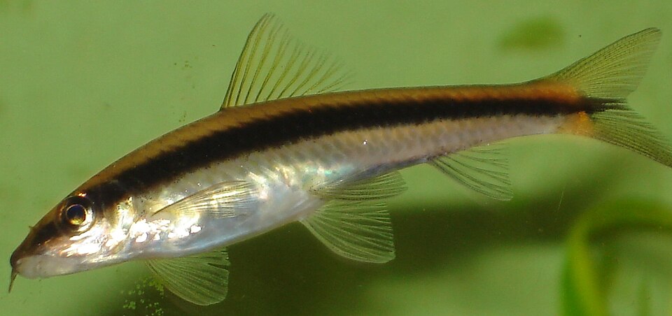 Siamese algae eater